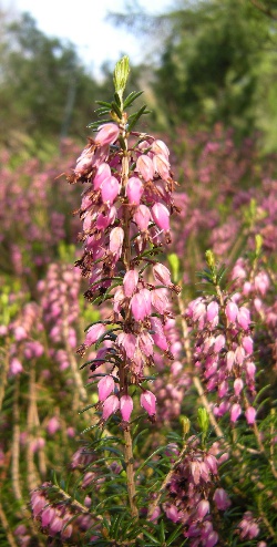 Bachblüte Heather